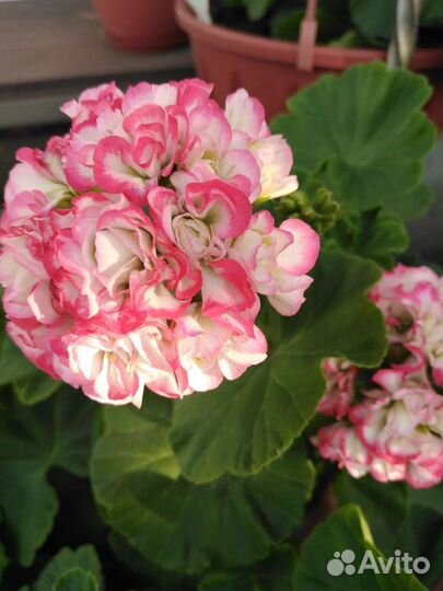 Пеларгония герань