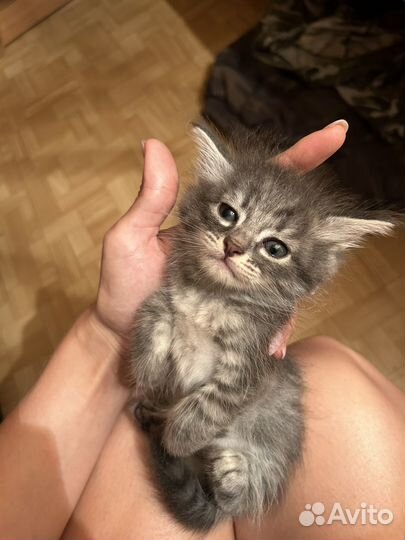 Котята мейн-кун