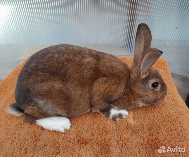 Кролики рекс