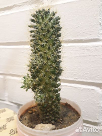 Кактус цветущий