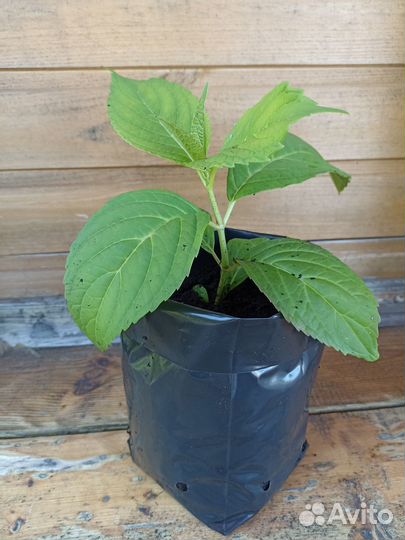 Садовые цветы и растения