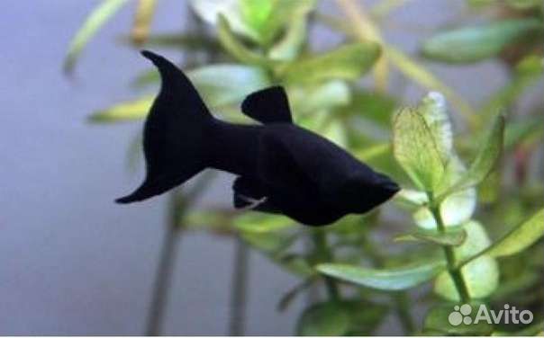 Мальки моллинезии Лирохвостой