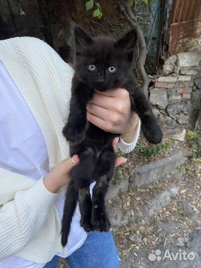 Беспородные котята