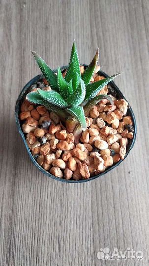 Комнатные цветы, суккуленты, пеларгонии