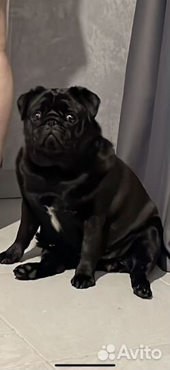 Щенки мопса