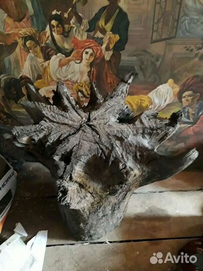 Корни морёного дуба
