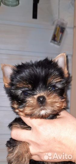 Йоркширский терьер щенки