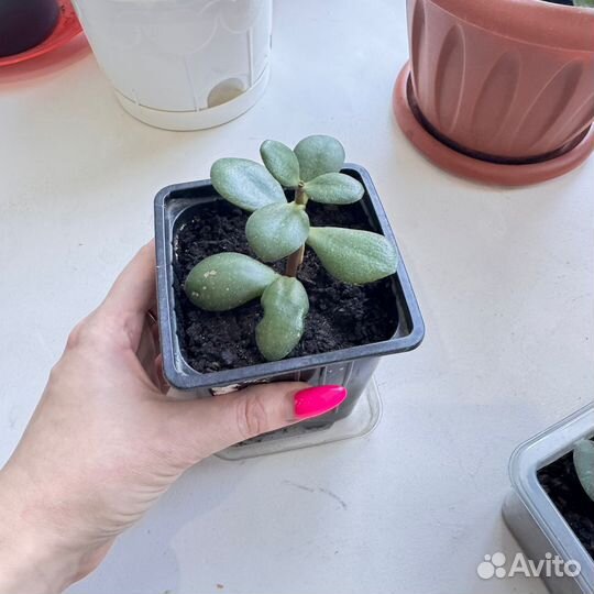 Комнатный цветок денежное дерево толстянка