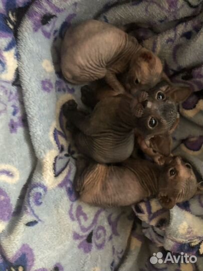 Донской сфинкс котята