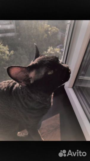 Девон-рекс вязка