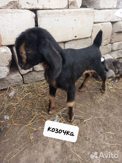 Нубийские козлята