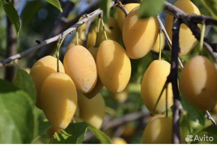 Слива, яблоки