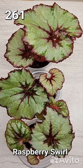 Бегония декоративно лиственная