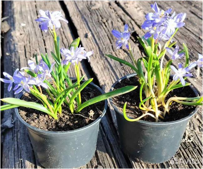 Хризантемы и петунии