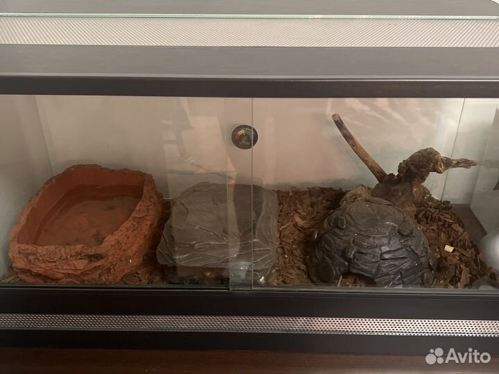 Маисовый полоз с оборудованным террариумом