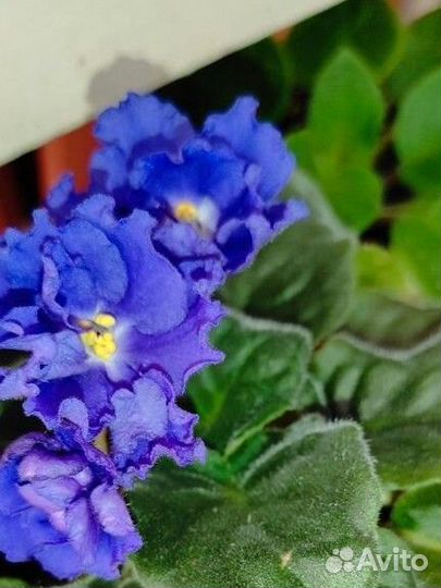 Фиалки (разные)