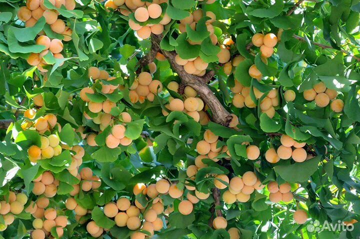 Гинкго билоба, лекарственная, бонсай, семена