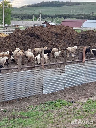 Овцы бараны ягнята оптом
