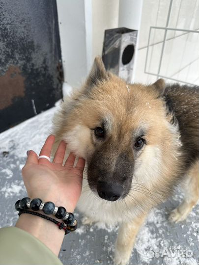 Собака, девочка вольф-шпиц в добрые руки