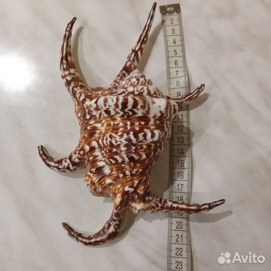 Ракушка гребень Афродиты