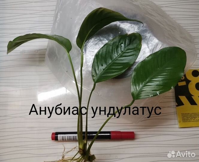 Аквариумное растение анубиас кофефолия и др