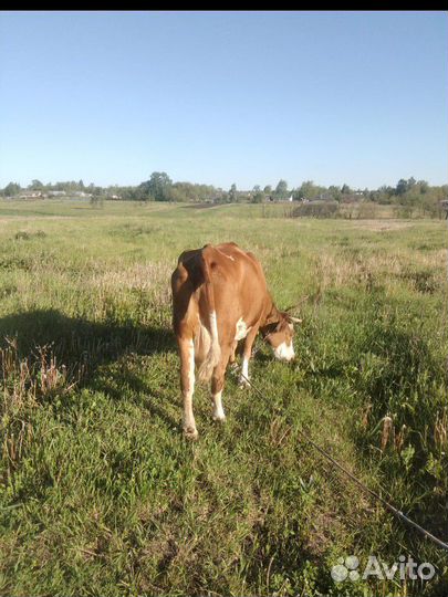 Дойная корова