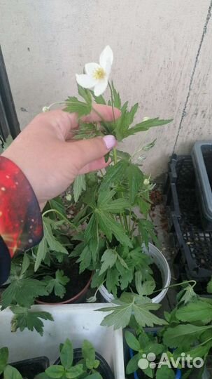 Петунья, ветреница