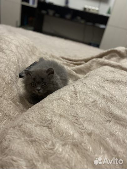 Отдам котенка в добрые руки