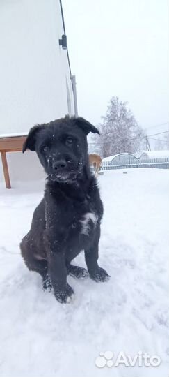 Щенок чёрной овчарки