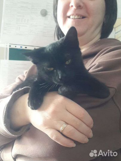 Особенная Кошка в дар