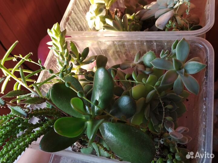 Растения для садика крупные