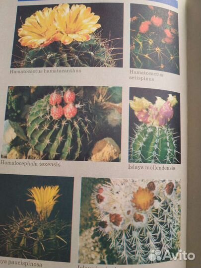 Целители в нашем доме