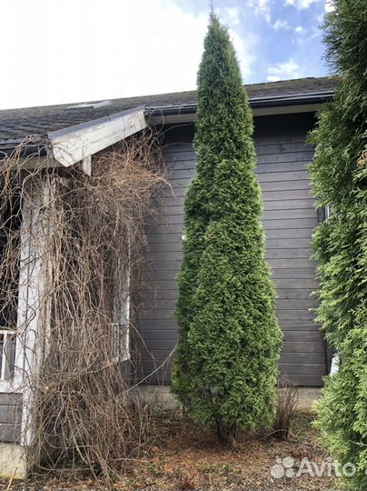 Туя западная смарагд крупномер