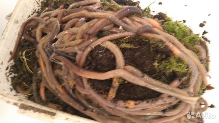 Червь выползок