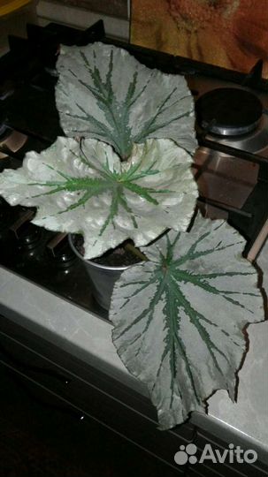 Бегония Лукин глаз