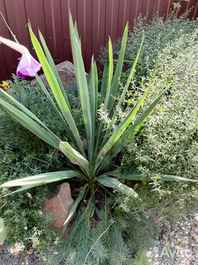 Папоротник, ежевика, молодило и садовые растения