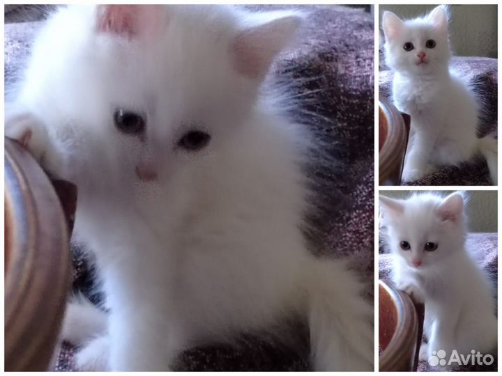 Котёнок турецкой ангоры