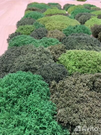 Изготовление панелей из стабилизированного мха