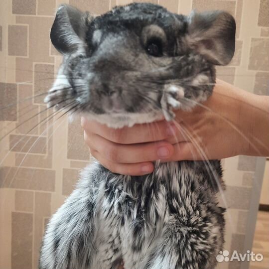 Шиншилла