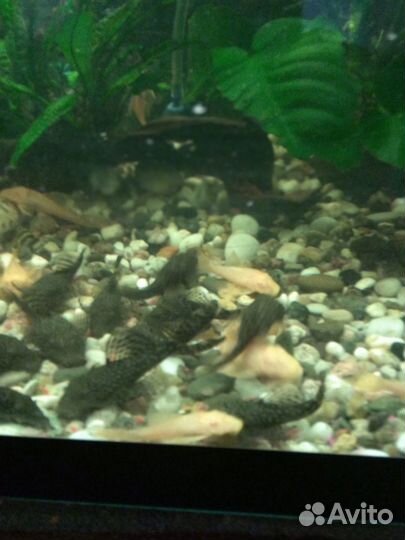 Аквариумные рыбки сомики в добрые руки