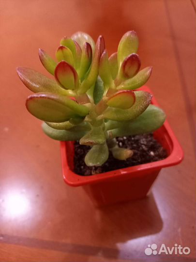 Суккулент Крассула (Толстянка) Ovata Arborescens