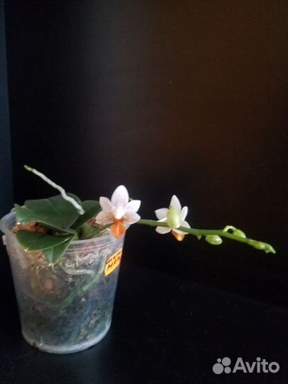 Орхидея Мини Марк