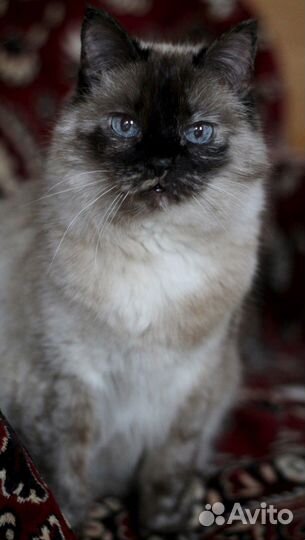 Сиамская кошка Сима