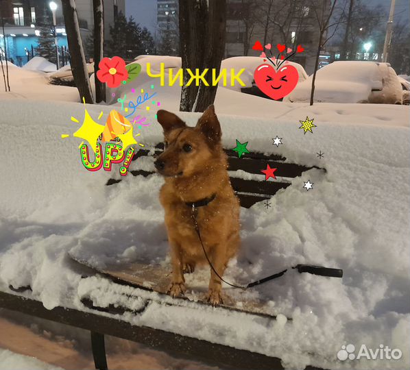 Выгул собак