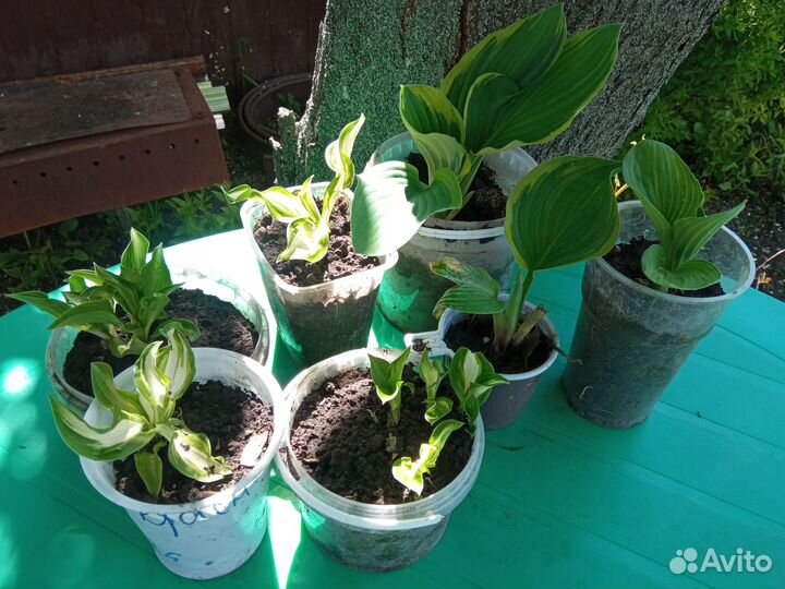 Многолетники