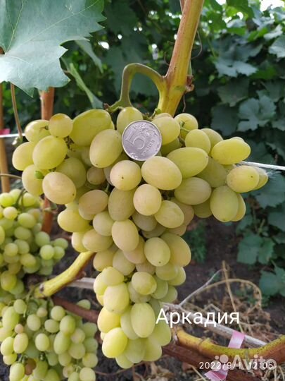 Саженцы винограда