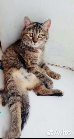 Кошка в дар