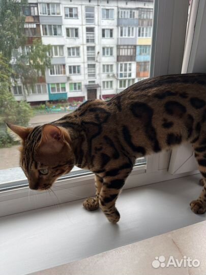 Бенгальского кота продам