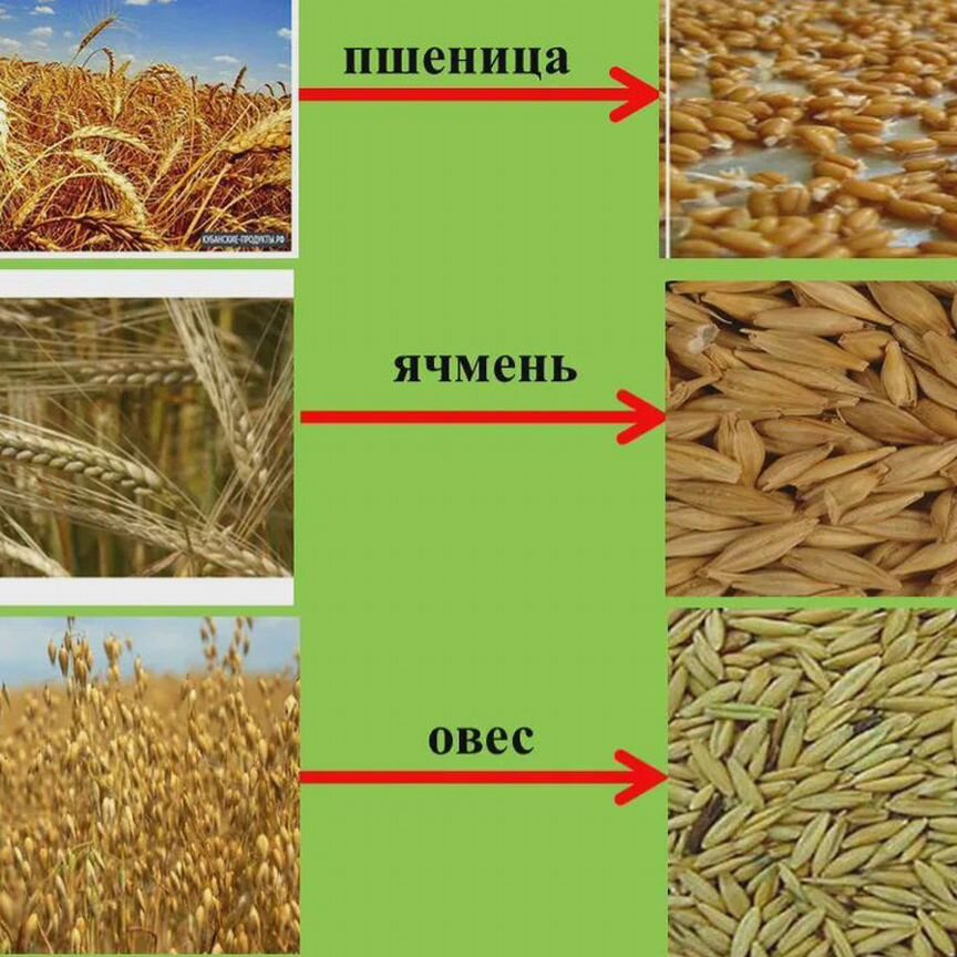 Зерно пшеница ячмень овес