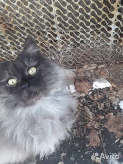 Кошка Анфиса